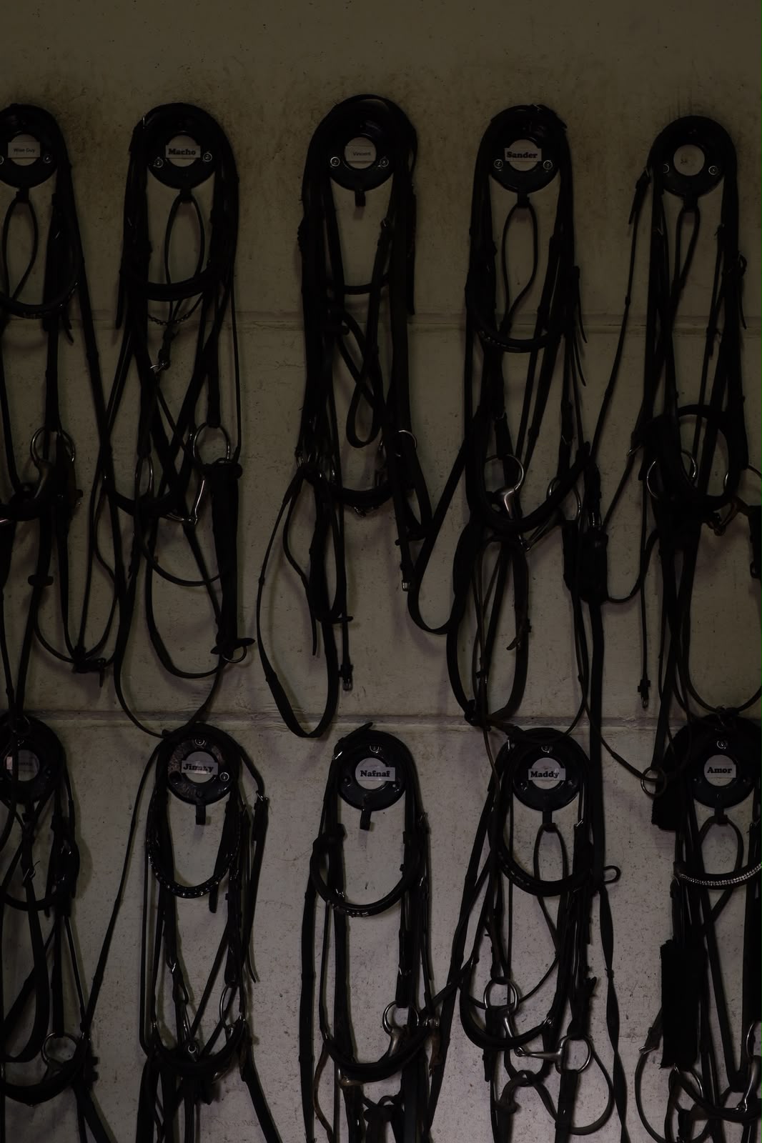 Rij hoofdstellen aan de wand met namen van de paarden — trainingen en clinics