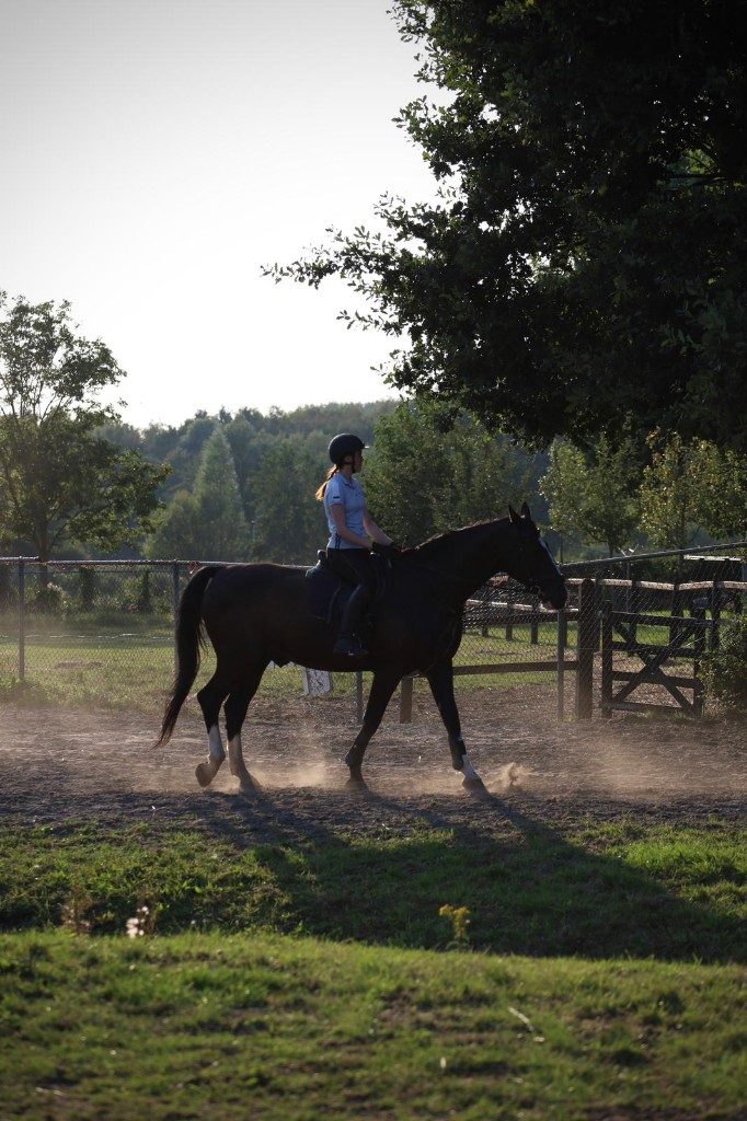 Privé bos bij de manege